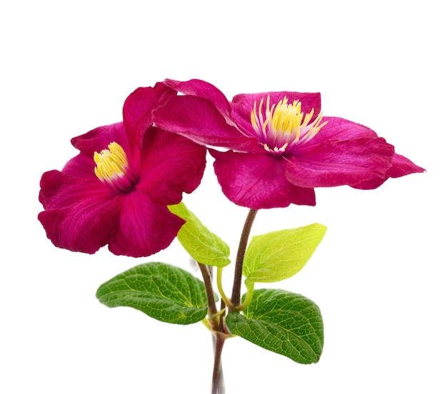 Clematis flower with bud and leaves on white background isolated