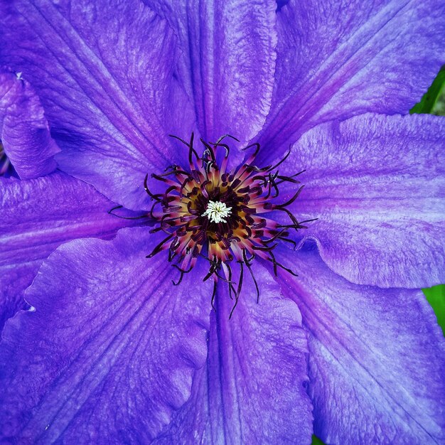 Photo clematis flower