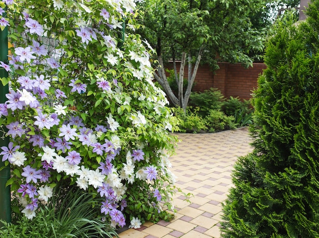 Fiori di clematide che coprono completamente una recinzione nel giardino di casa.