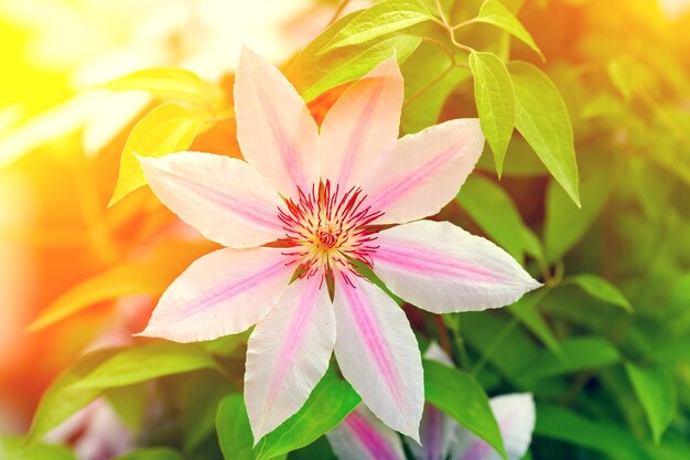 Clematis flowers in the garden