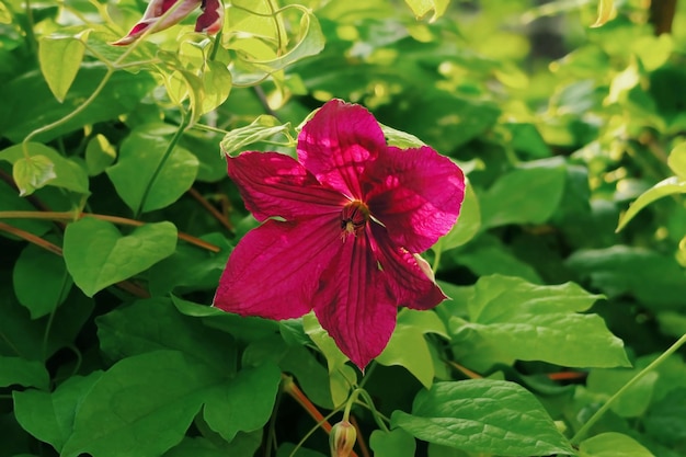 Clematis flowers grows on a bed in a flower garden