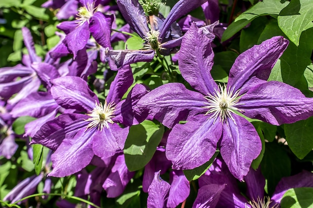 写真 クレマティスの自然の花