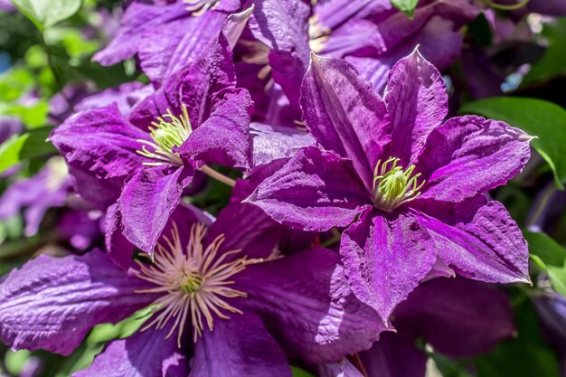 Photo clematis flowers in nature