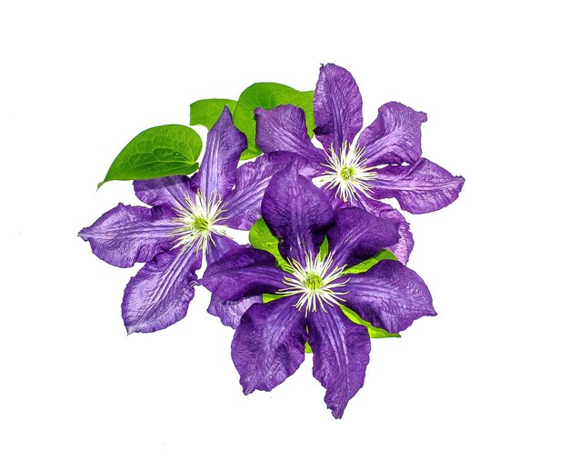 Photo clematis flowers on white background