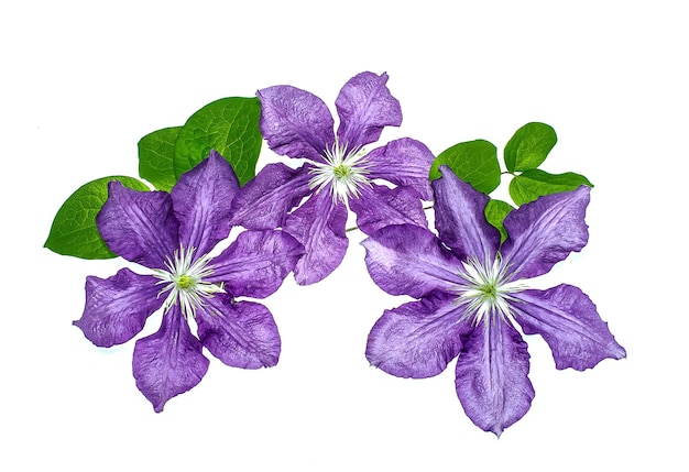Photo clematis flowers on white background