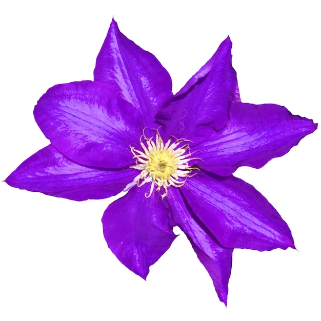 Clematis Multi Blue in de kleur violetblauw