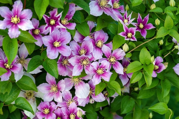 Clematis pink purple flowers on green leaves background