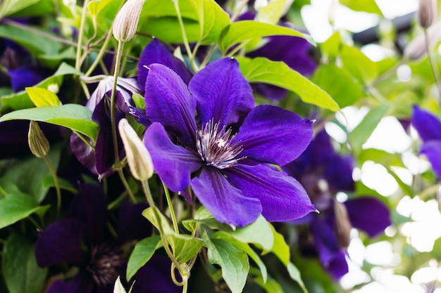 Foto clematis purperen close-up in de natuur