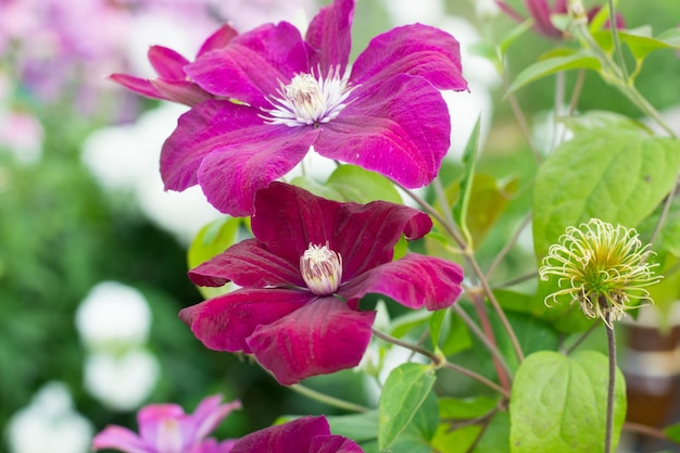 Clematis Rouge Kardinaal in de tuin