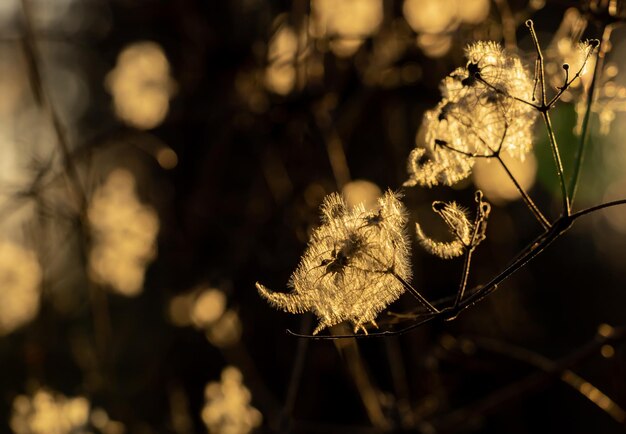 Clematis vitalba or old man's beard in sunlight