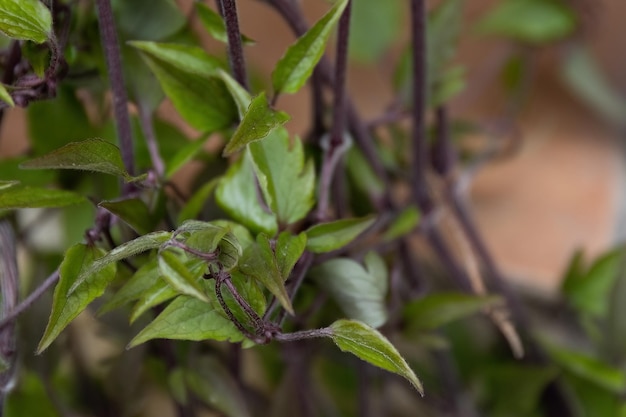 정원 디자인의 Clematis viticella Carmencita 녹색 잎