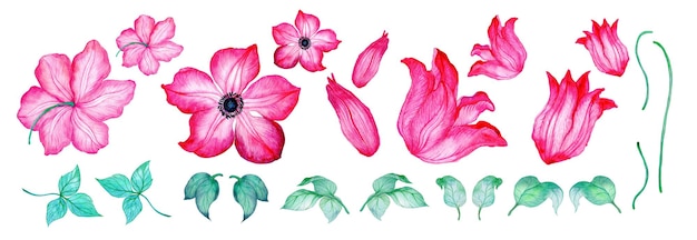 Фото Клематис акварельная цветочная композиция с цветами клематиса