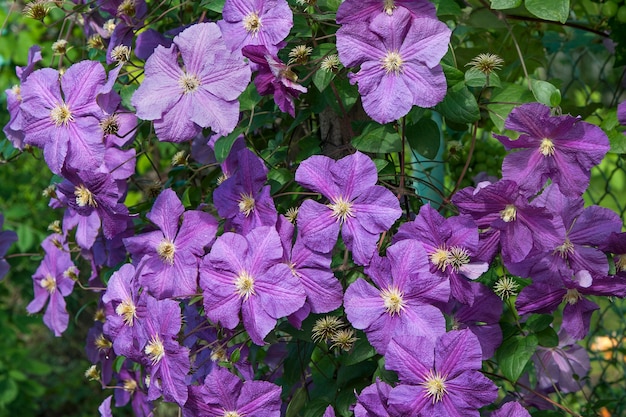 Clematis with purple flowers in the summer garden.