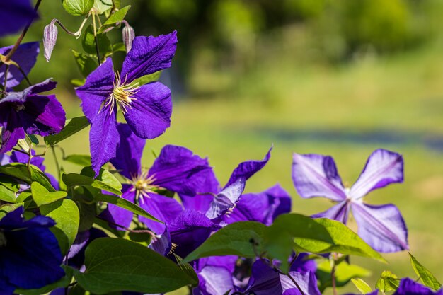 Clematis x jackmanii in the garden