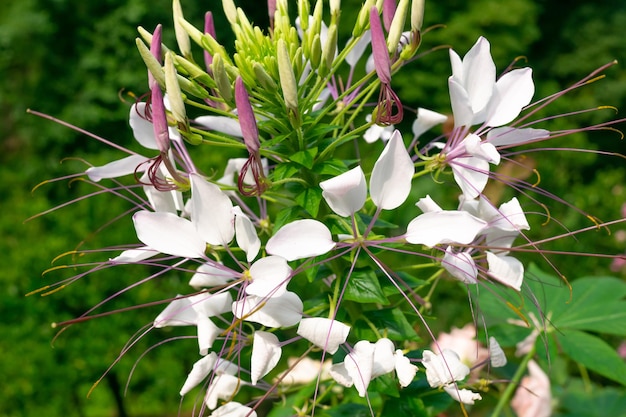 クレオメア クレアメア 植物 植物 蜘蛛 植物 蜂類 植物