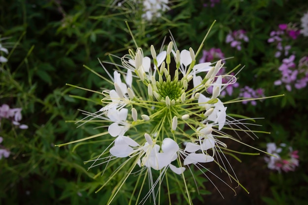 写真 庭のクレオメの木にクレオメの花が咲いています