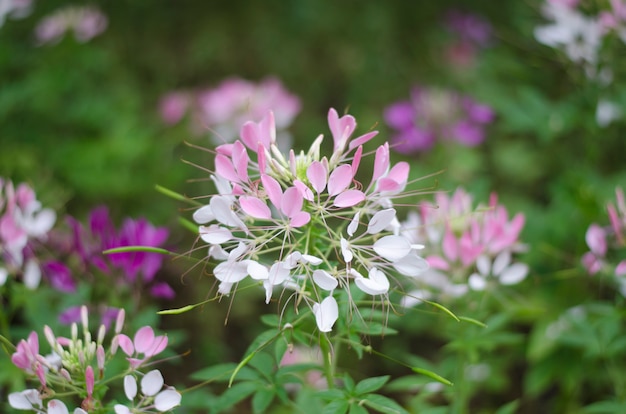 Foto cleome sparkler