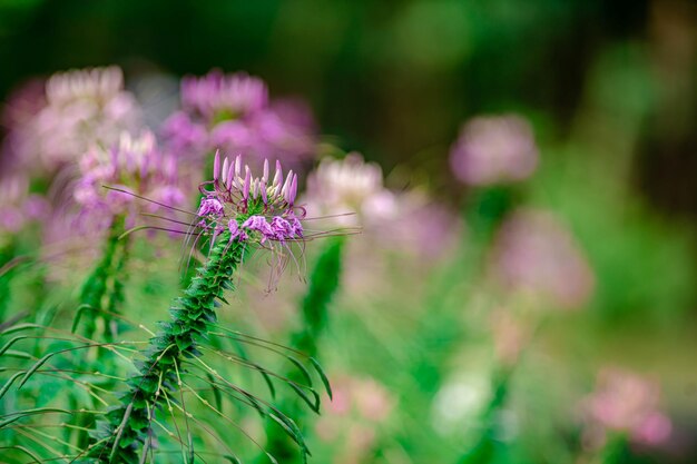 Cleome spinosa also known as spider flower in the park