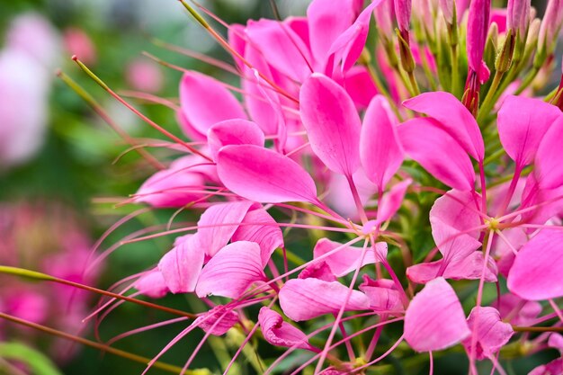 Cleome spinosa in the garden