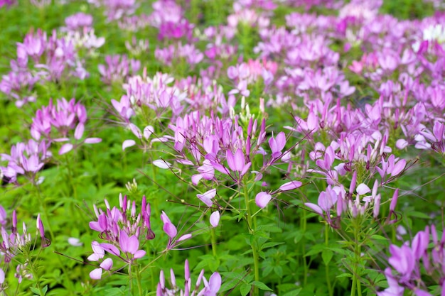 公園の Cleome spinosa