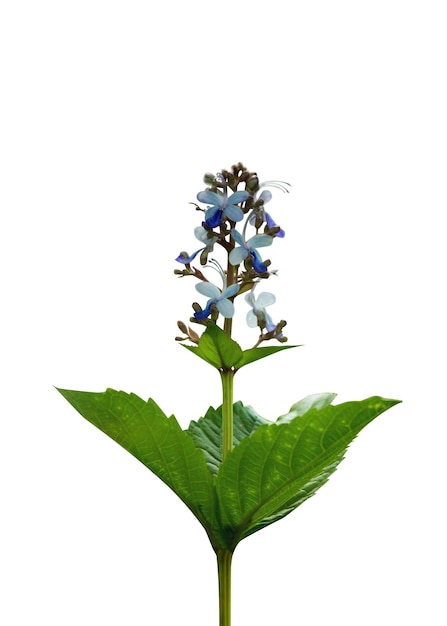 Clerodendrum infortunatumはアーユルヴェーダシステムで使用される最古のハーブです