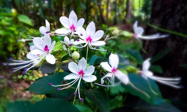 写真 バートまたはヒルグローリーバウアーとして知られるclerodendruminfortunatum