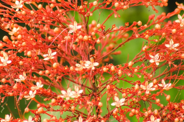 Foto i fiori delle infiorescenze di clerodendrum paniculatum sono rossi o arancioni che ricordano un ovale