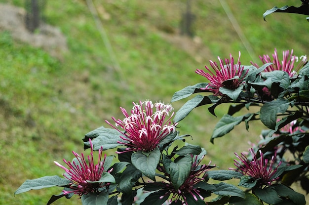 Foto clerodendrum quadriloculare quezonia bronzeleaved clerodendrum fuochi d'artificio stella cadente starburst bush fuochi d'artificio fiore