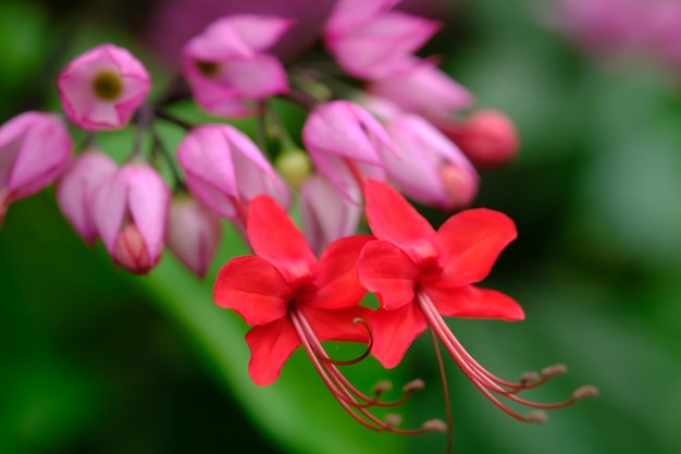 Clerodendrum thomsoniae is een bloeiende plant uit het geslacht Clerodendrum. Bloedende hartwijnstok