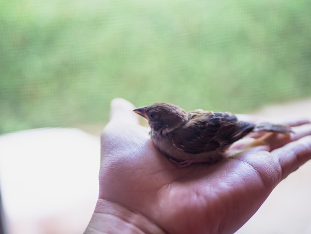 Photo clever and cute sparrow bird