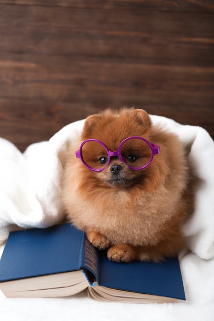 Clever pomeranian dog with a book. A dog sheltered in a blanket with a book.