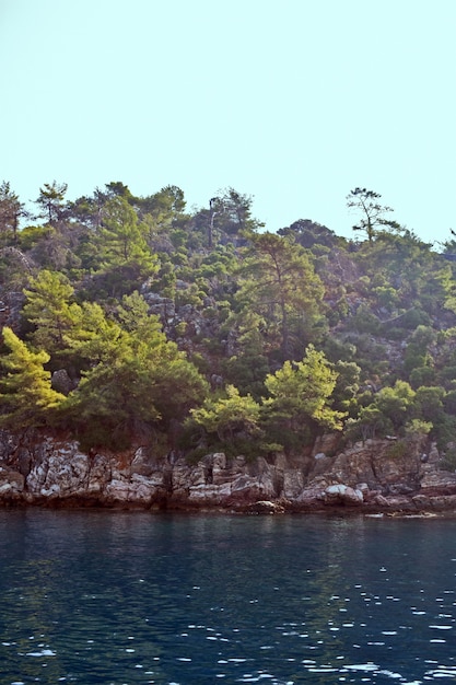 Cliffs and trees on the sea coast