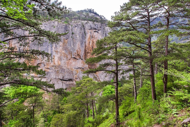 Cliffs with sheer wall in mountains view from forest through branches of coniferous trees