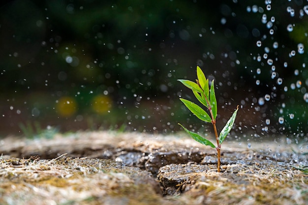 Concetto di ambiente astratto del cambiamento climatico gocce di pioggia che cadono su una piccola pianta verde che cresce su terreno screpolato messa a fuoco selettiva