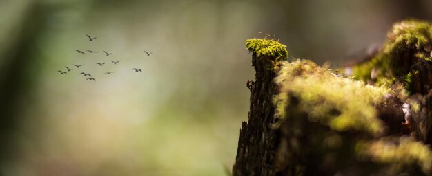 Lo scalatore lilliput si arrampica sul pendio di un ceppo gli uccelli volano in lontananza la cima del picco è ricoperta di muschio verde concetto di fiaba