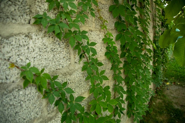 a climber plants in a wall side