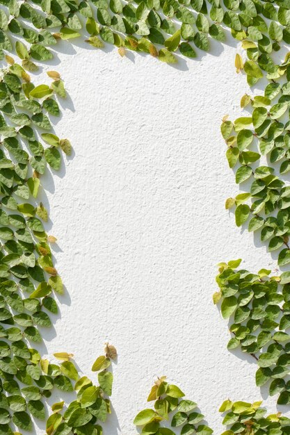 Photo climbing ficus pumila on white wall