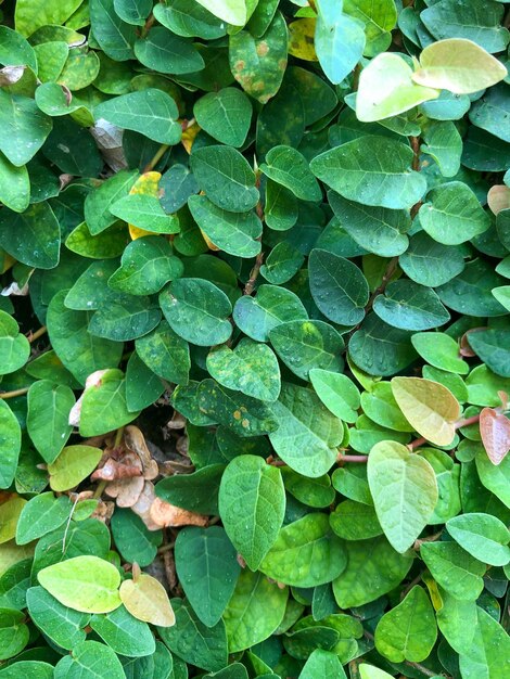 Climbing fig plant on the wall