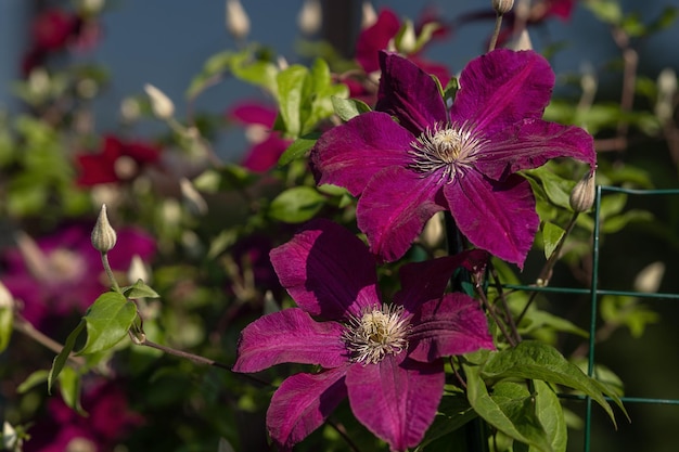 Climbing flowering clematis bush with large flowers on a net