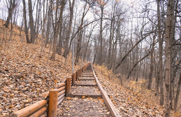 climbing a mountain made of wooden beams in late autumn