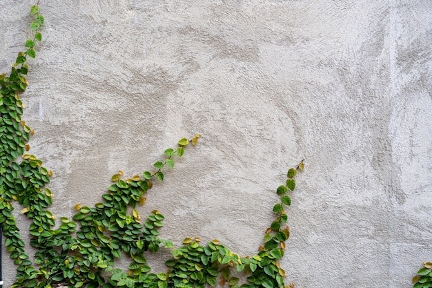 Climbing plant against plaster wall.