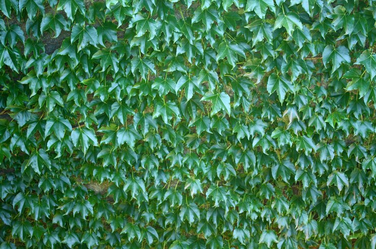 つる植物の背景テクスチャ