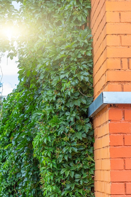 Climbing plant, green ivy or vine plant growing on antique brick wall of  house. Background textured old brick with Virginia creeper or virgin grape (Parthenocissus quinquefolia).