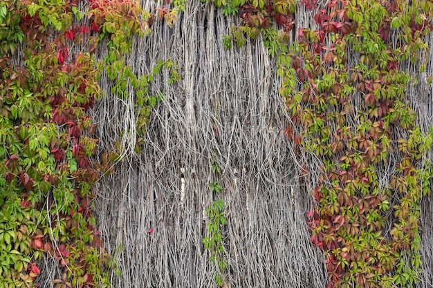 climbing plant on a wicker wall background