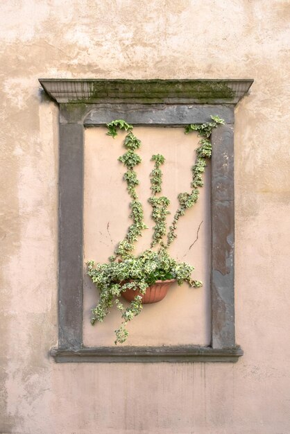 Climbing plant