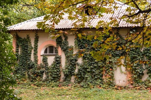 Piante rampicanti sull'edificio