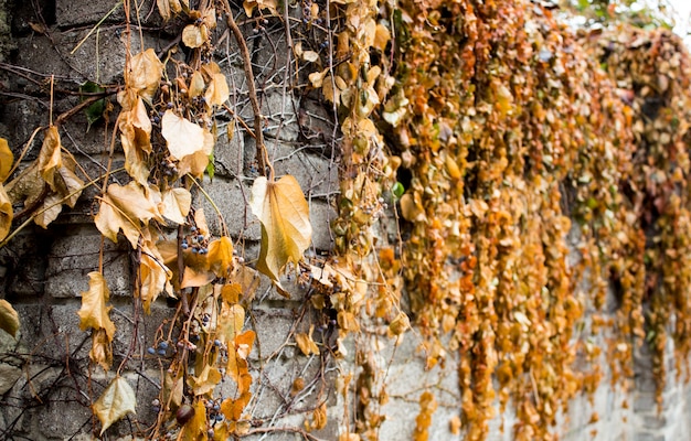 Climbing plants on a stone fence. Wild grape on brick wall in late autumn