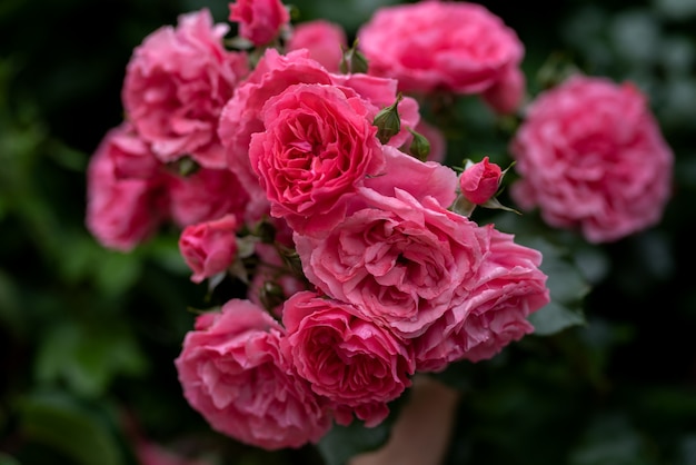 Rosa rampicante fiori di cespuglio su rami arcuati