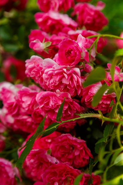 Climbing rose dark red on a bush in the sun