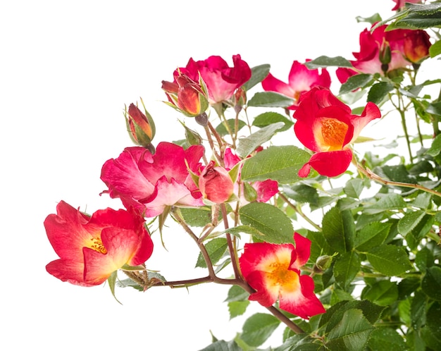 Climbing rose in front of white wall